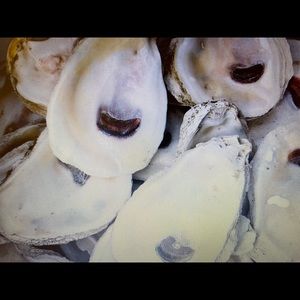 25 assorted natural oyster shells